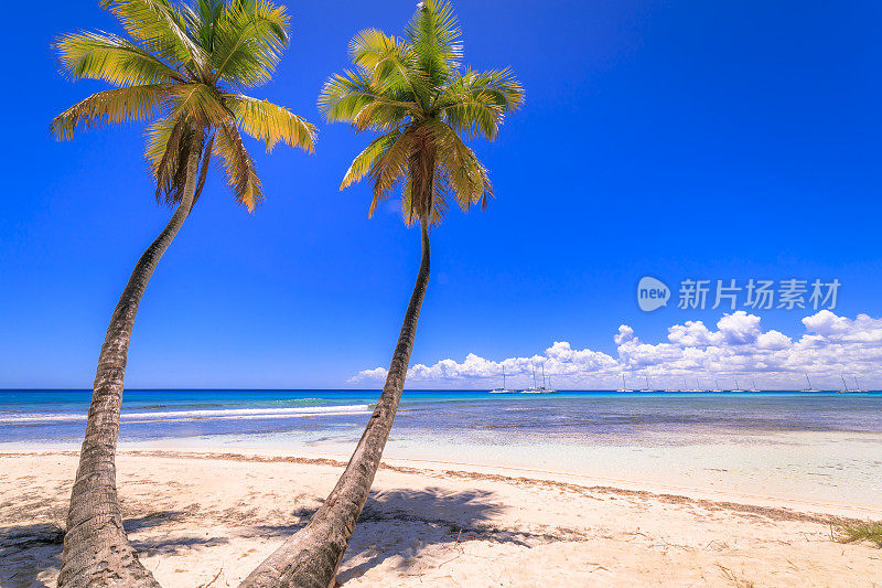 绿松石的泻湖，热带棕榈树的海滩- Saona岛，加勒比海